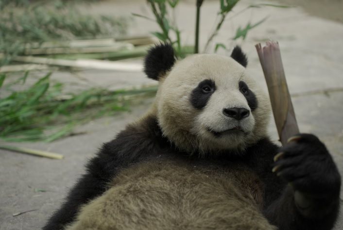 File:Yi Lan the Giant Panda.jpg