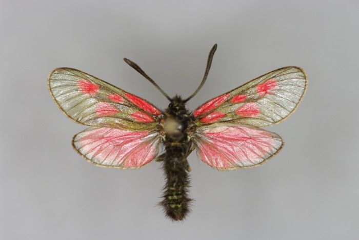 File:Zygaena (Zygaena) exulans-M-Salzburg, Hohe Tauern, Sportgastein-E-MK-21399a.jpg