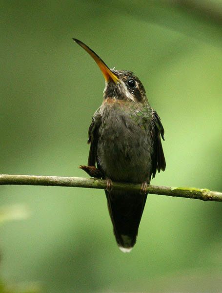 File:Band-tailed Barbthroat (Threnetes ruckeri).jpg