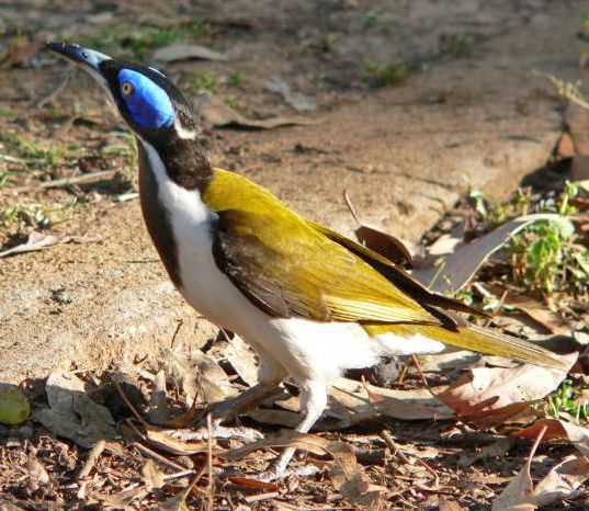 File:BlueFacedHoneyeater-Aust Redphoenix.jpg