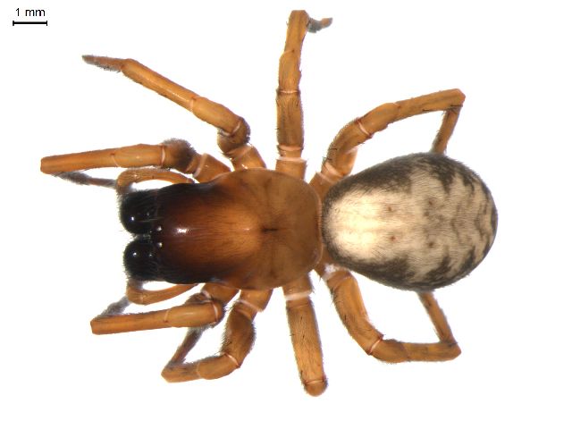 File:Callobius bennetti 1.jpg