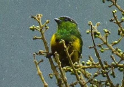 File:Chestnut-breasted Chlorophonia (cropped).jpg