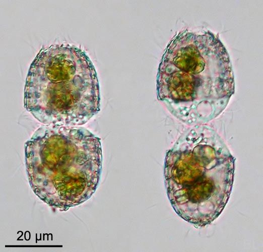 File:Coleps-Zellteilung.jpg