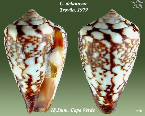 File:Conus delanoyae 2.jpg