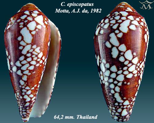 File:Conus episcopatus 5.jpg