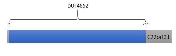 File:DUF4662 in Human C22orf31 protein.jpg