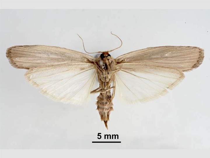 File:Eldana saccharina ventral.jpg