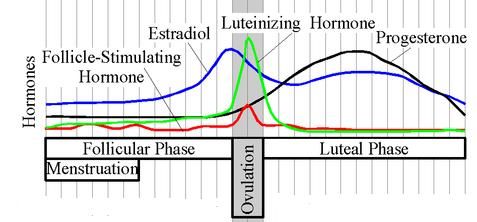 File:Estradiol.Cycle.jpg