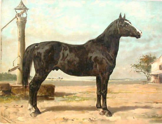 File:Hungarianhorse.jpg