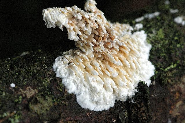 File:Hyphodontia arguta - Lindsey.jpg