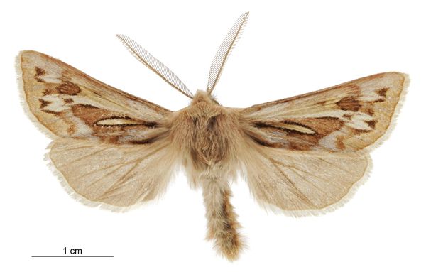 File:Ichneutica lindsayi male.jpg