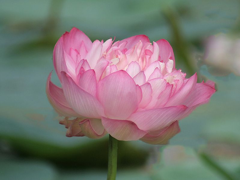 File:Indian Lotus (Nelumbo nucifera).jpg