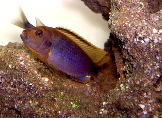 File:Iodotropheus sprengerae.jpg