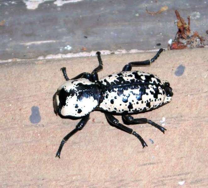 File:Ironclad Beetle.jpg