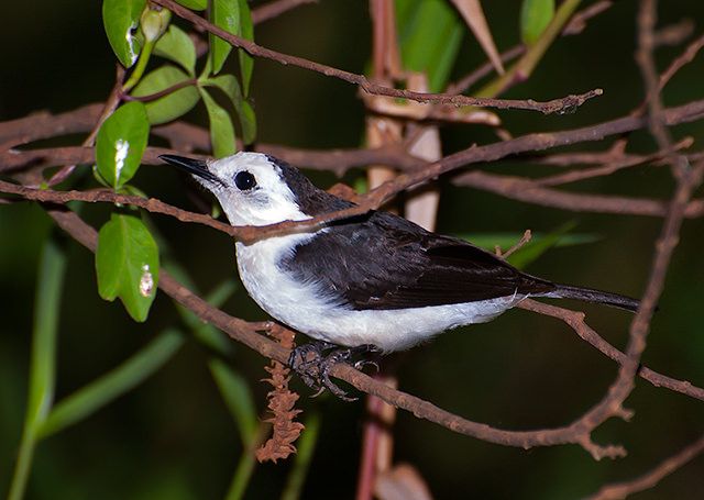 File:LAVADEIRA-DE-CARA-BRANCA (Fluvicola albiventer) (16118966344).jpg