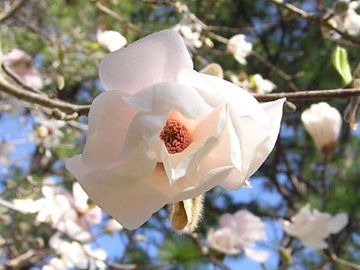 File:Magnolia whitestardust.jpg