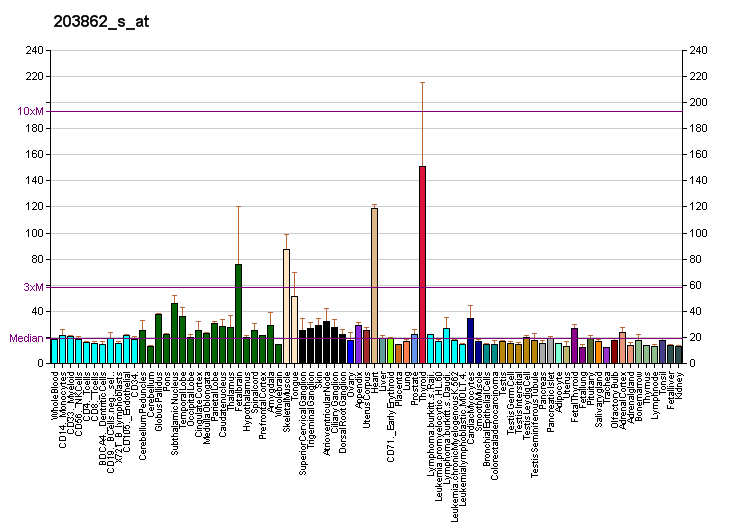 File:PBB GE ACTN2 203862 s at fs.png