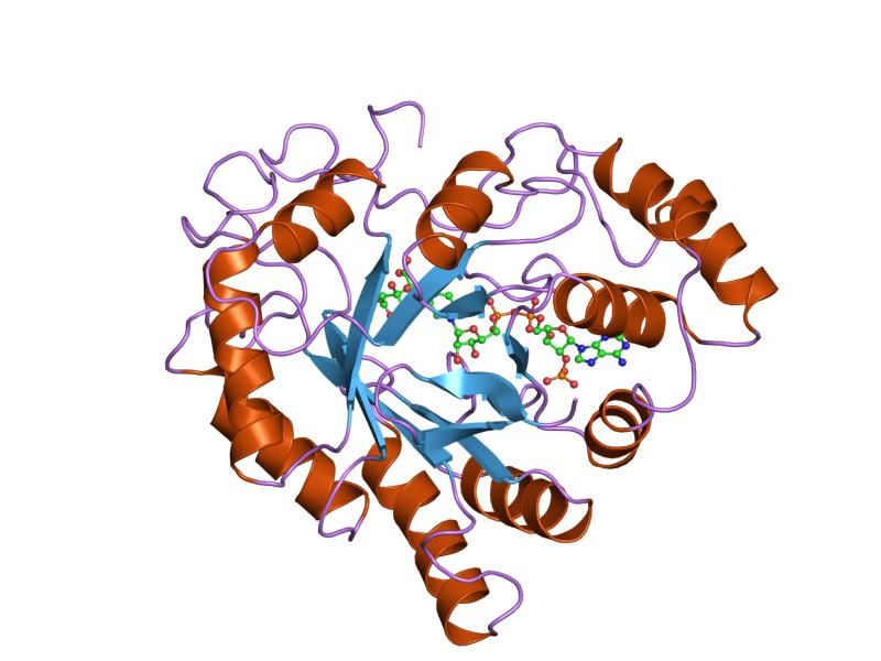 File:PDB 2acu EBI.jpg