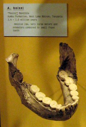 File:Peninj mandible. Paranthropus boisei.jpg