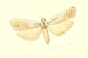 File:Phtheochroa retextana.jpg