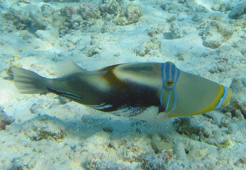 File:Picasso triggerfish.jpg