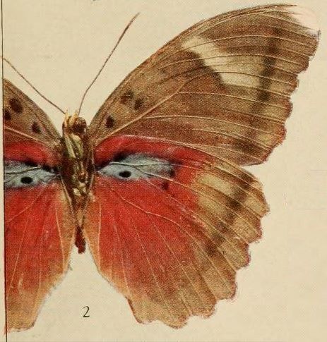 File:Pl.09-02-Euphaedra hollandi Hecq, 1974, fem..JPG