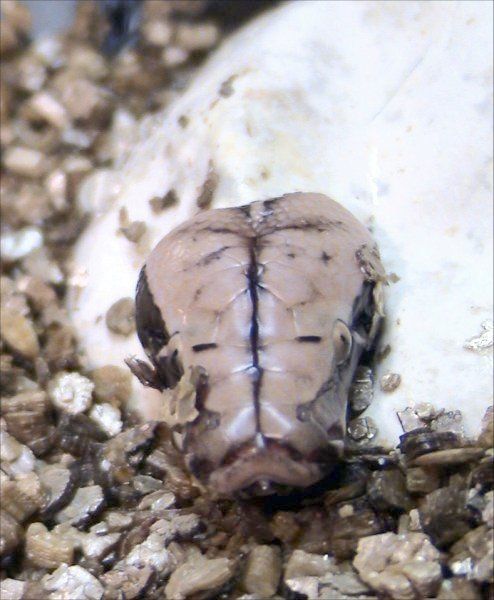 File:Python egg tooth.jpg