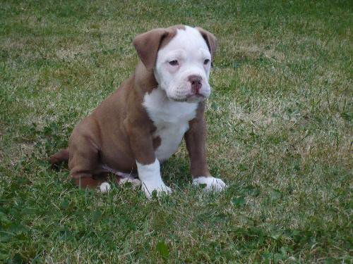 File:Renascence Bulldogge Welpe.JPG