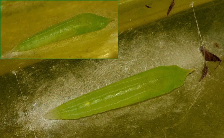 File:Rice swift pupa young (3706811785).jpg