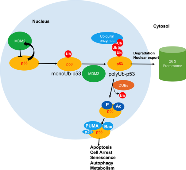 File:Role of USP7 in p53-dependent path.png