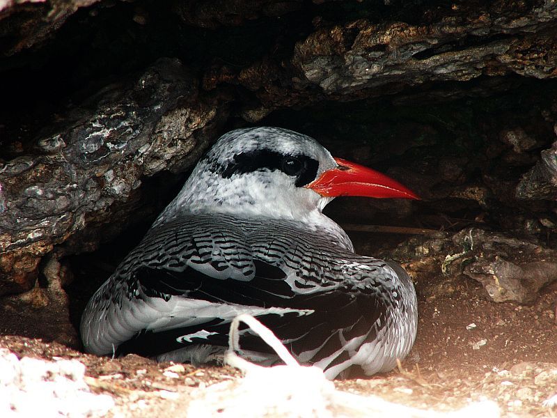 File:Rotschnabeltropikvogel 8-7-2008 Abrolhos (R.Graf).jpg