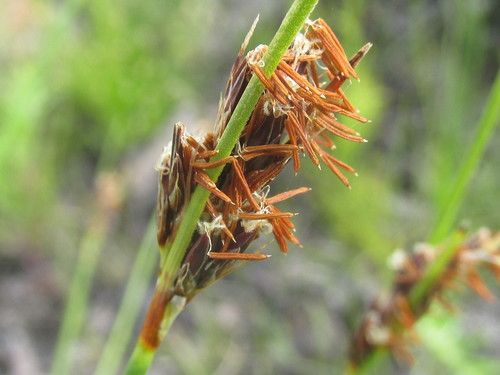 File:S auritus inflorescences-2.jpg