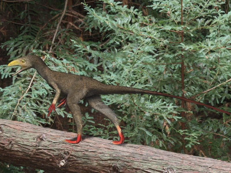 File:Sinocalliopteryx gigas.jpg