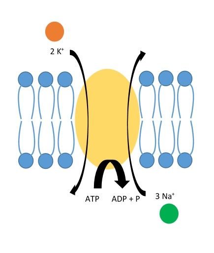 File:Sodium-Potassium Pump.jpg