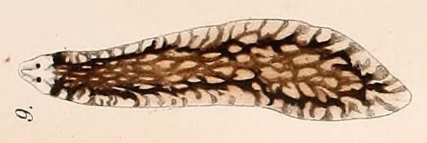 File:Sorocelis reticulosa.jpg