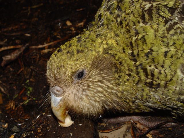 File:Strigops habroptilus, face.jpg