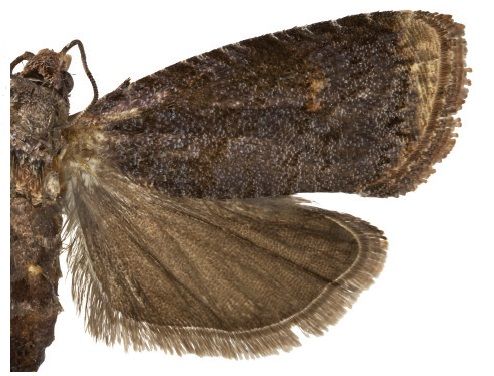 File:Thaumatovalva albolineana.jpg