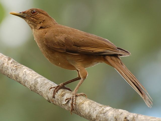 File:Turdus grayi Garita, Alajuela Costa Rica-10.jpg