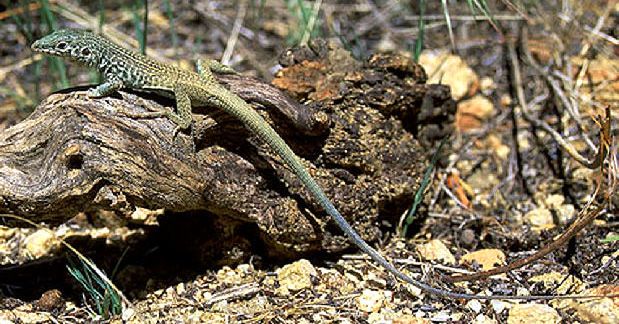 File:Western whiptail at the Nevada Test Site.jpg