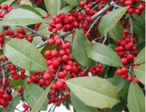 File:Americanholly 8046.JPG