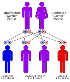 File:Autorecessive 2.png