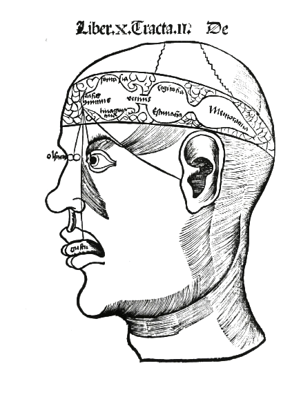 File:Brain, G Reisch.png