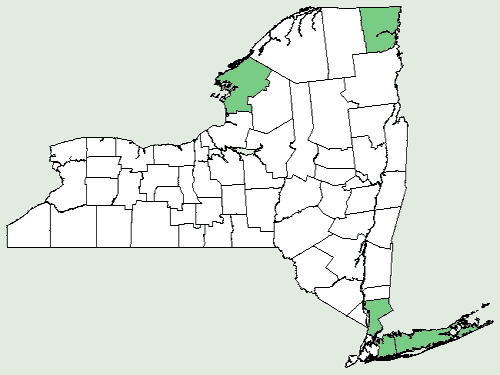 File:Carex nigromarginata NY-dist-map.png