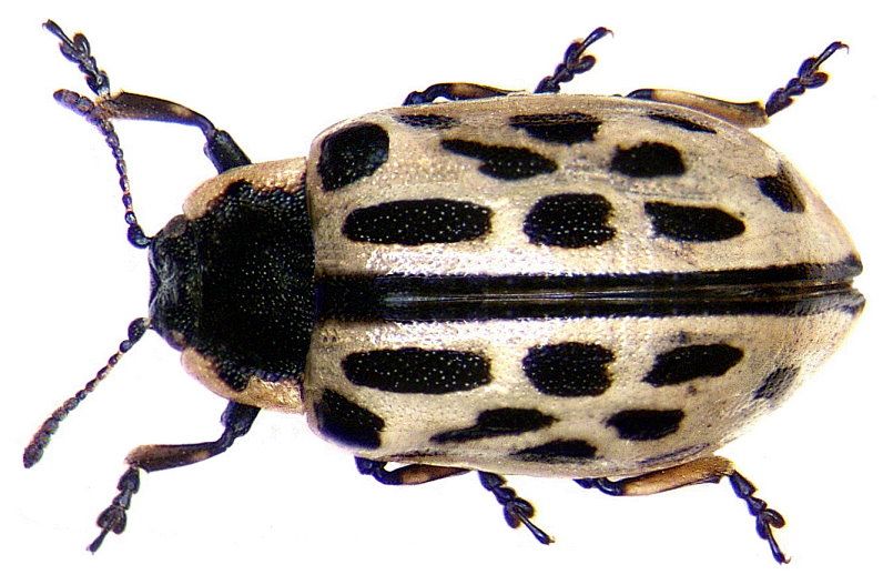 File:Chrysomela vigintipunctata (Scopoli, 1763).jpg