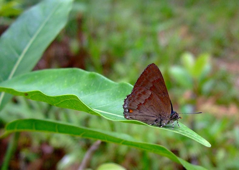 File:Deramas tomokoae ♂ Mt. Apo 2.jpg