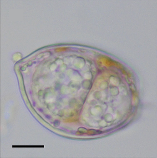 File:Dinovorax pyriformis PMC5609580 fig1c.png