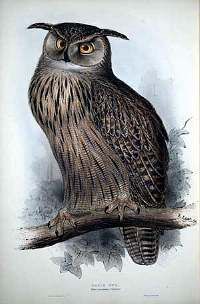 File:Eagleowl.jpg