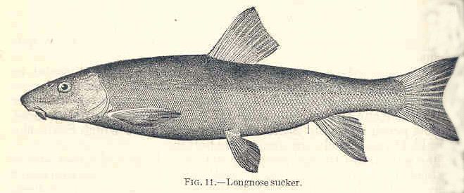 File:FMIB 35064 Longnose Sucker.jpeg