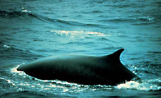 File:Fin whale.jpg