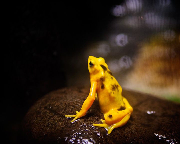 File:Golden Frog (5819807508).jpg